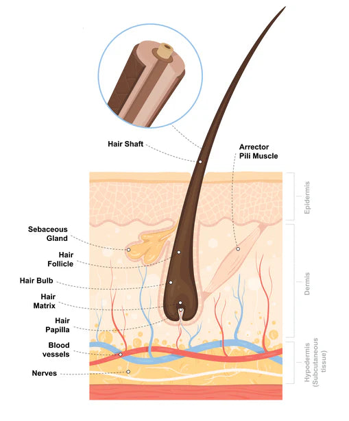 Adivasi Hakki pikki Herbal Hair Oil
